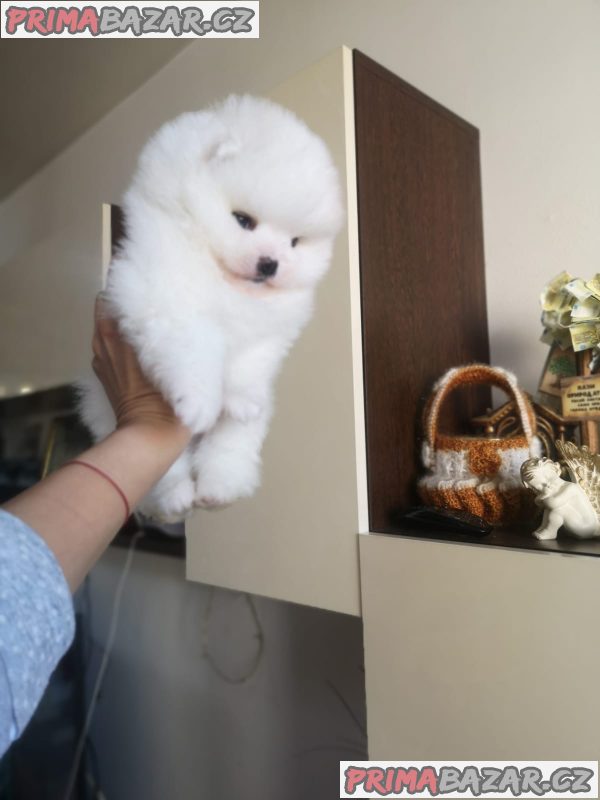 mikro pomeranian s pp - – fotografie 1