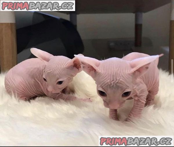 Dostupni su divni mačići Sphynx bez dlake