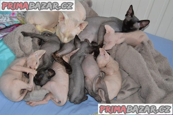 Gccf Registered Sphynx Kittens Available Now – fotografie 1