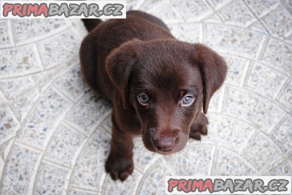 Labrador Retriever štěňata – fotografie 1