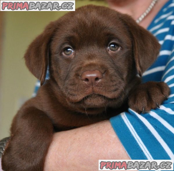 Labrador Retriever štěňata – fotografie 2