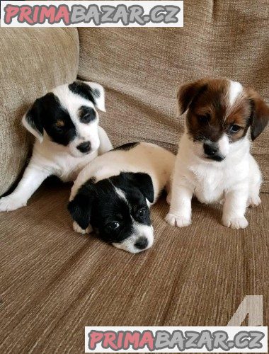 Jack russell terier klučík – fotografie 1