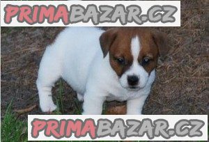 Jack russell terier klučík – fotografie 2