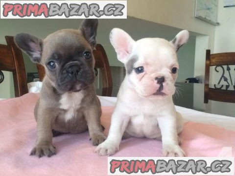 Francouzský buldocek na prodej bez PP – fotografie 1