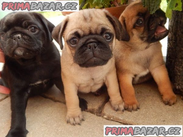 Mops štenata – fotografie 1