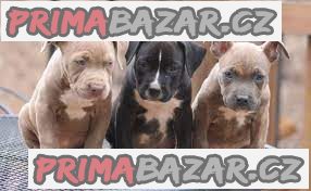 Americký pitbulteriér red nose - APBT – fotografie 1
