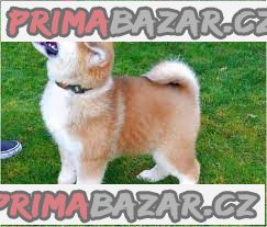 Shiba inu štenata bez PP – fotografie 1