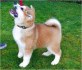 Shiba inu štenata bez PP