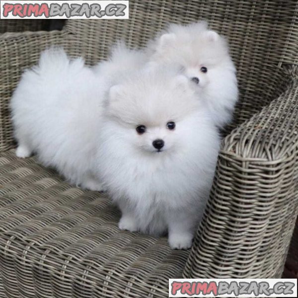 Pomeranian – fotografie 1