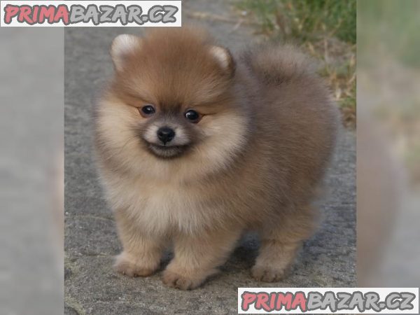 Pomeranian, Německý špic trpasličí.