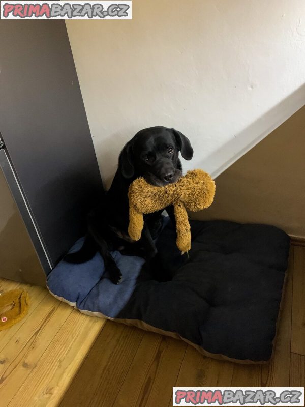 Timmy – fotografie 4