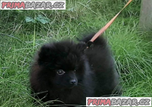 Špic pomerian s pp