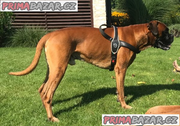 BOXER ke krytí - 6 let s PP