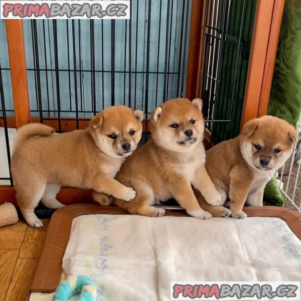Shiba-inu na prodej~5.500 Kč