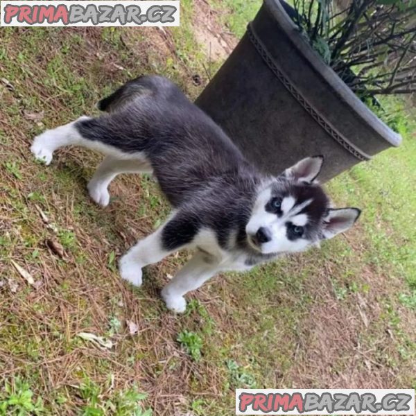 Sibiřský husky štěňata na prodej v Chomutově