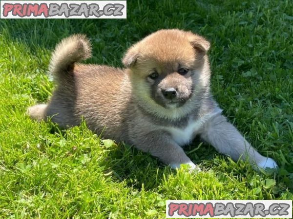 Nádherná Štěňata Shiba-inu
