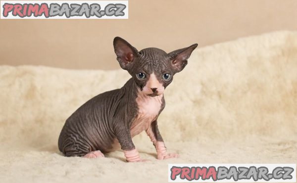Registrované mačiatka Sphynx – fotografie 2