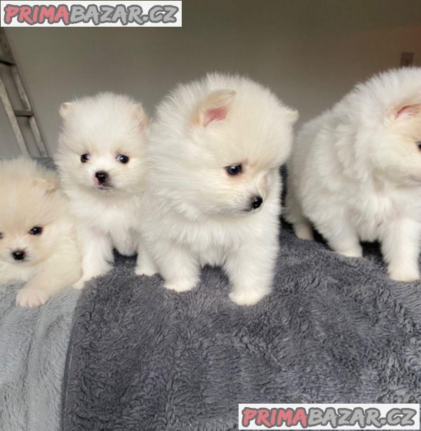 Pomeranian mini – fotografie 1