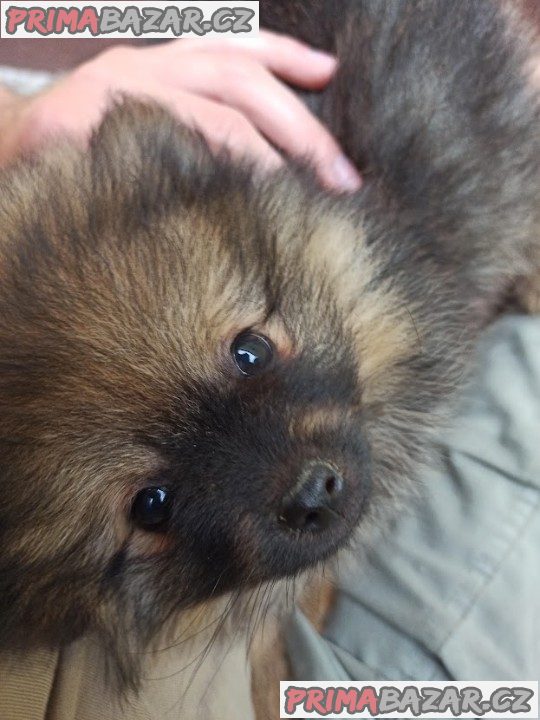 Pomeranian na prodej 8 týdnů