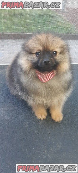 Prodám 8týdenní štěně černohnědého pomeraniana.