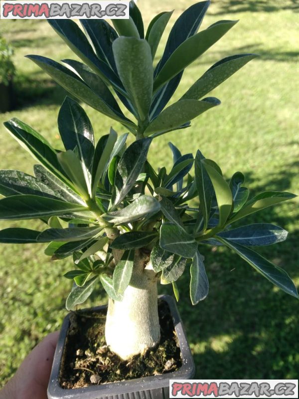 Sazenice Adenium obesum - mix semen vel. cca 15-20 cm – fotografie 2