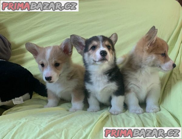 Krásná štěňátka Pembroke Welsh Corgi.
