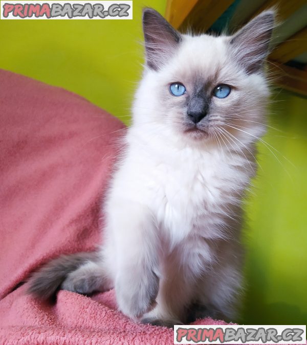 Ragdoll – fotografie 1