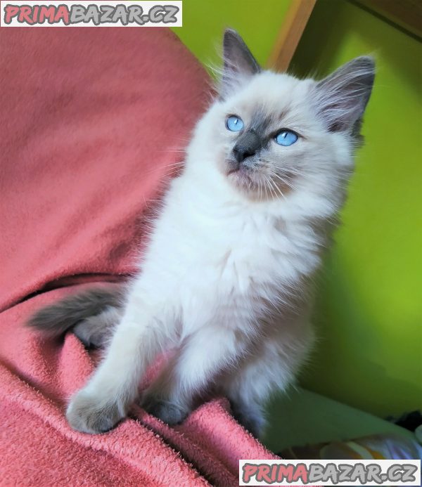 Ragdoll – fotografie 2