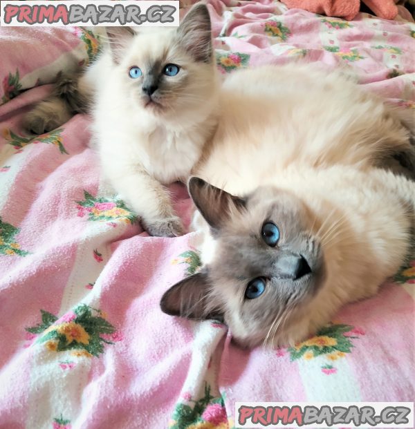 Ragdoll – fotografie 3