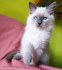 Ragdoll
