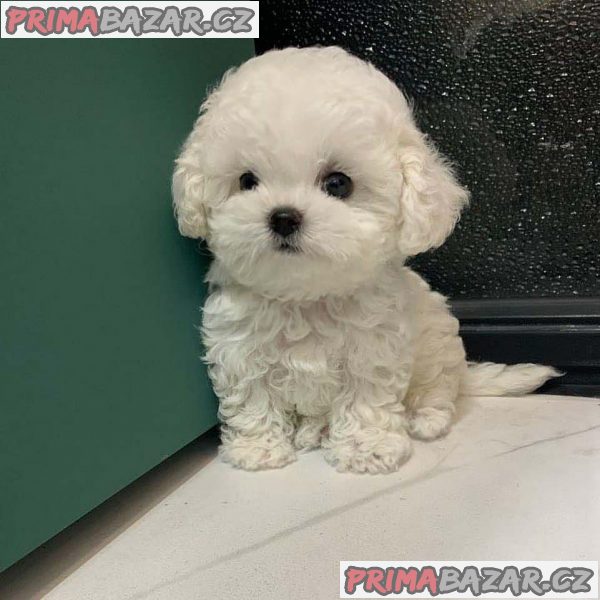 Pedigree Maltese Fija porodila 4 zdravá štěňátka. – fotografie 2