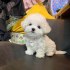 Pedigree Maltese Fija porodila 4 zdravá štěňátka.