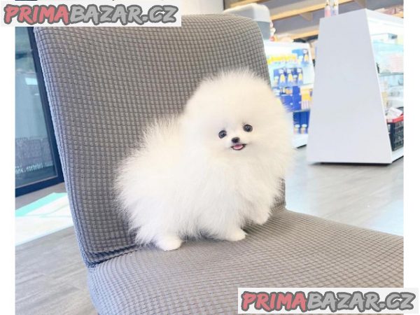 Dobrý den, máme zde 2 nádherná štěňátka pomeraniana – fotografie 2