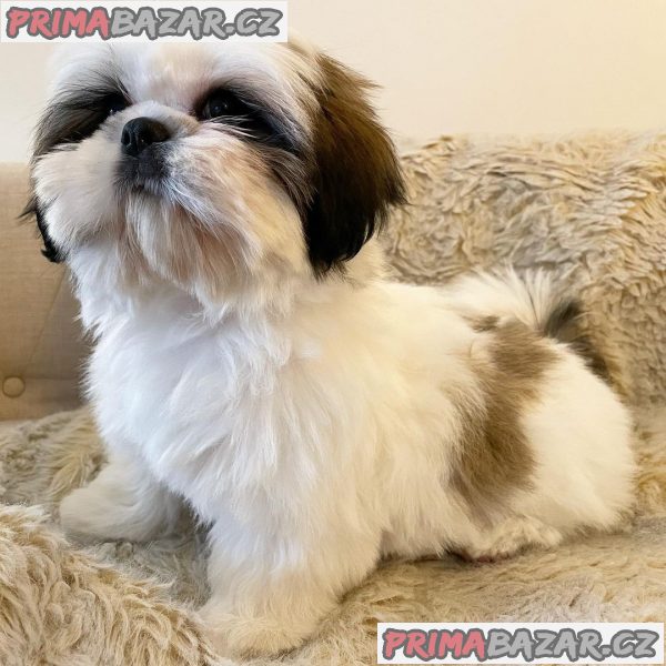 S potěšením oznamujeme bezpečný příjezd krásného Shih Tzu – fotografie 2