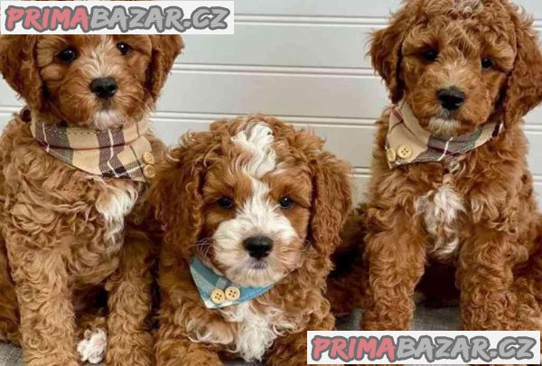 Našemu krásnému cavapoo se narodilo 6 štěňat červených cavapoo. – fotografie 1