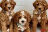Našemu krásnému cavapoo se narodilo 6 štěňat červených cavapoo.