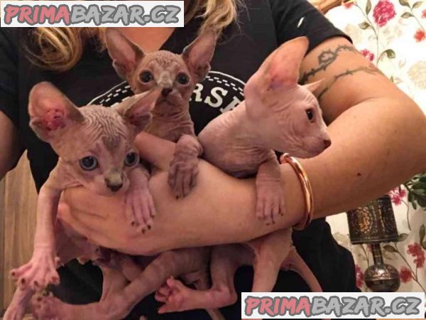 F GIRLS*Krásné barevné dívky Elf Sphynx na prodej. – fotografie 1