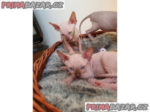 F GIRLS*Krásné barevné dívky Elf Sphynx na prodej. – fotografie 2