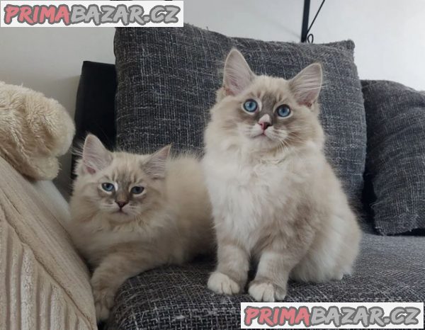 Nádherná koťátka čistokrevné sibiřské výstavní třídy – fotografie 2