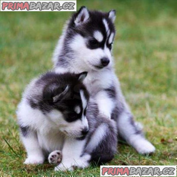 Exkluzivní štěňata sibiřského husky k dispozici Whatsapp_Viber me Direct na +306973610648 – fotografie 1