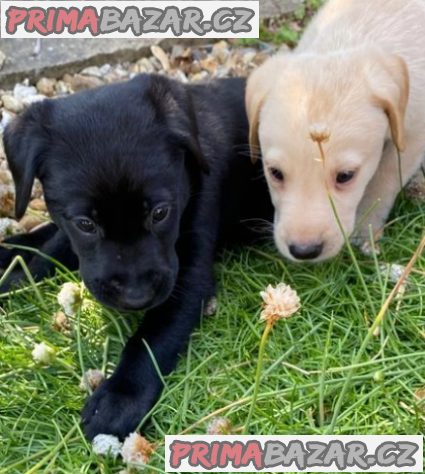 Krásná štěňátka labradorského retrívra pro dobrý domov – fotografie 1