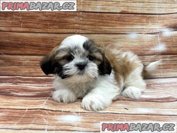 Krásná štěňátka Shih Tzu pro dobrý domov