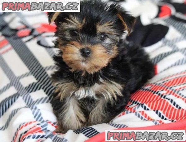yorkie šteniatka na adopciu