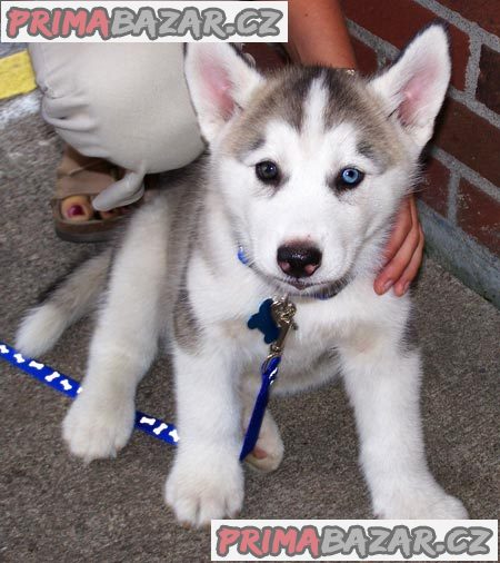 Sibiřští husky štěňata sPP – fotografie 1