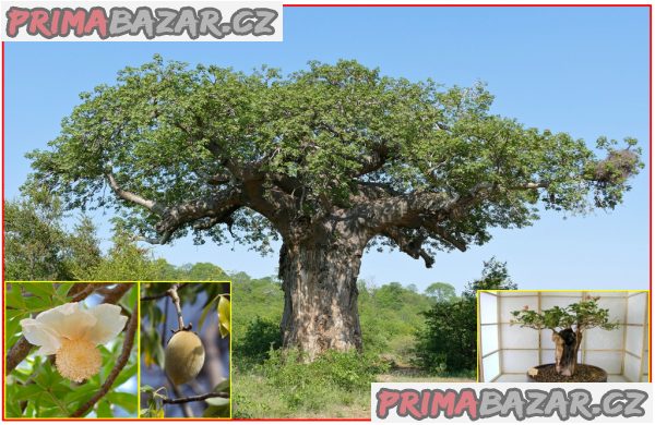 sazenice Baobab