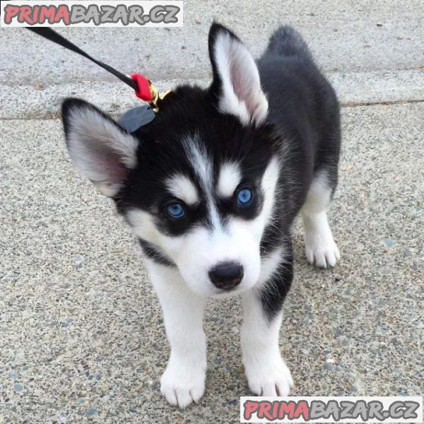 Krásné Sibiřský husky štěňátka s PP