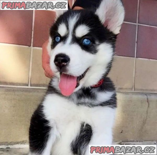 SIBIŘSKÝ HUSKY