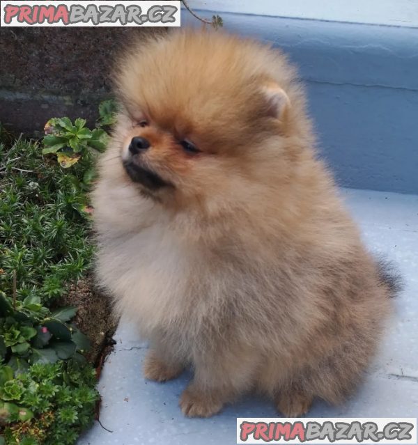 Roztomilá štěňátka Německý špic, pomeranian