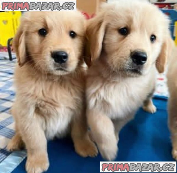 Cavapoo štěňata Štěňata s dobrým zdravím. – fotografie 1