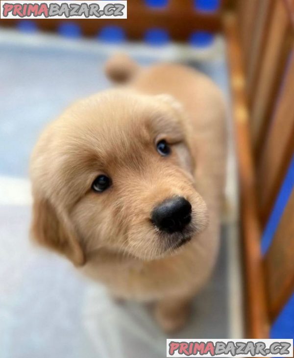 Cavapoo štěňata Štěňata s dobrým zdravím. – fotografie 3